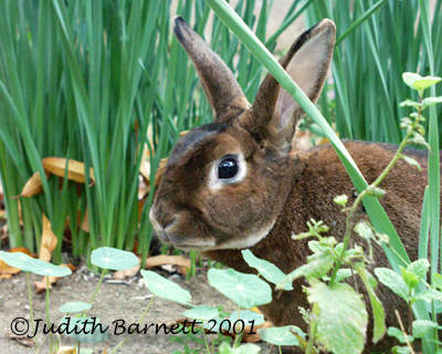 Rabbit in Daffodils