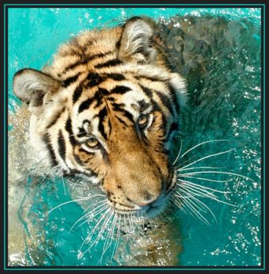TRT JPG SB1 a tiger swim P5302156.jpg