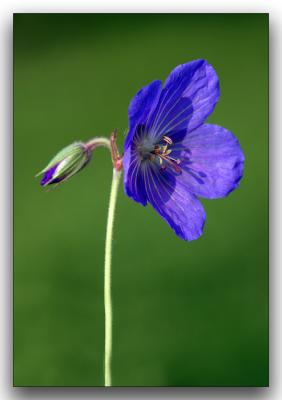 Blue-violet