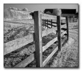 IR Horse Fence