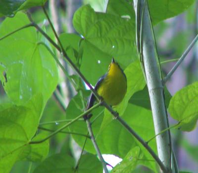 St. Lucia Warbler