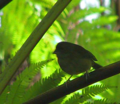 Female St. Lucia Blackfinch