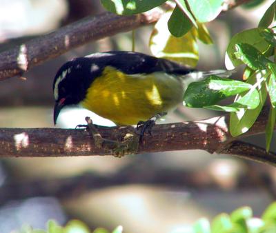 Bananaquit