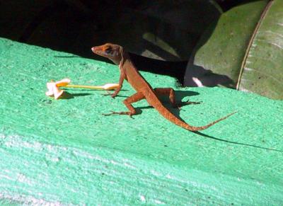 Lizard
