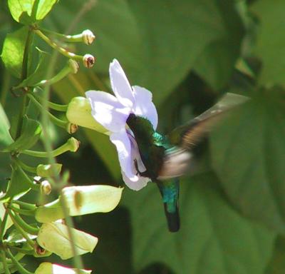 Green-throated Carib