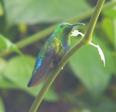 Green-throated Carib