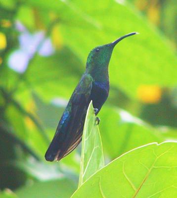 St. Lucia Birds