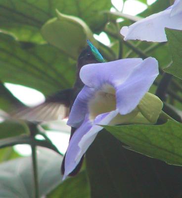 Antillean Crested Hummingbird