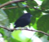 St. Lucia Blackfinch