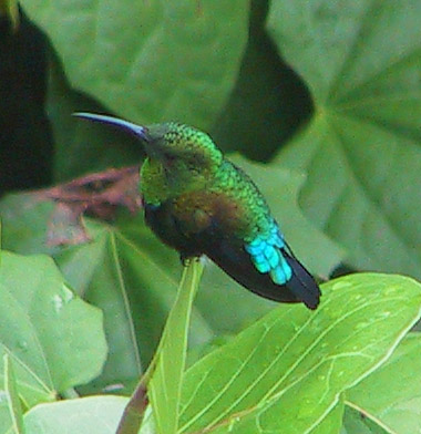 Green-throated Carib