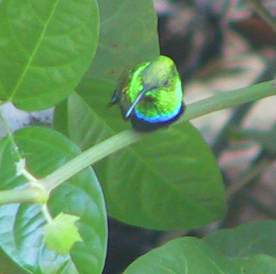 Green-throated Carib