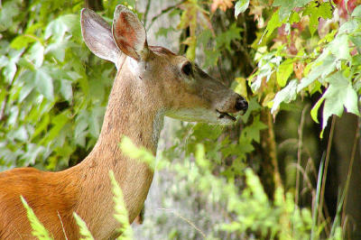 WhiteTail Deer 4.JPG