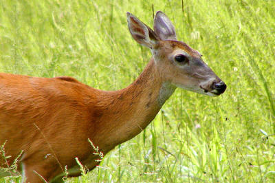WhiteTail Deer.JPG