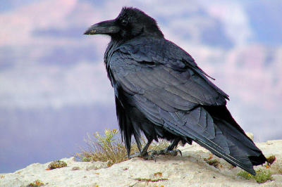 Raven.JPG