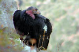 Califrnia Condor.jpg