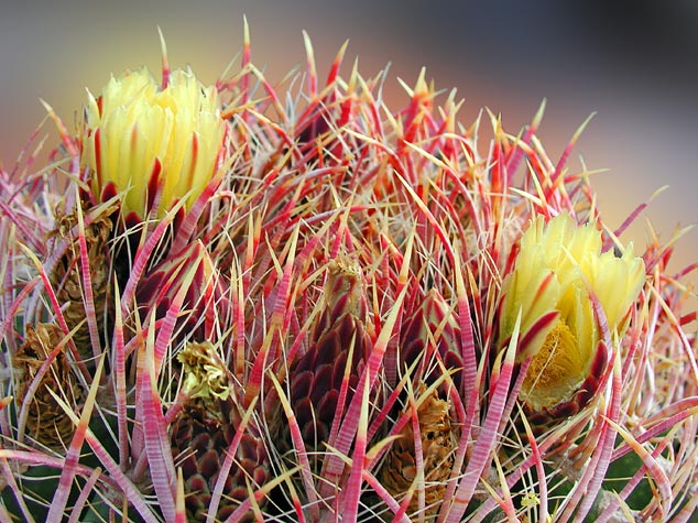 Barrel cactus flowers