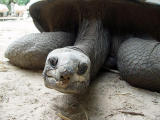 What are YOU lookin' at?, San Antonio Zoo