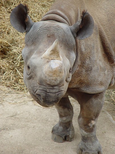 Rhino, San Antonio Zoo