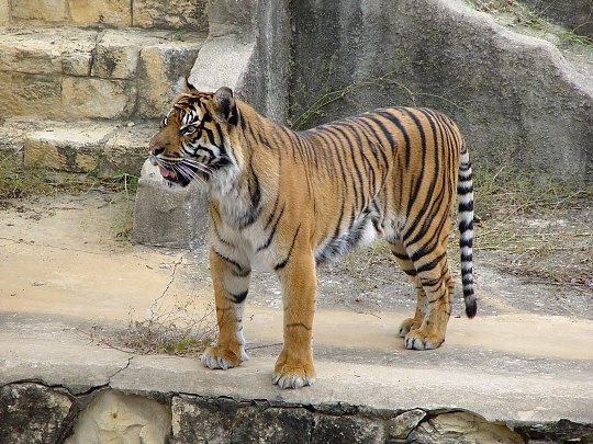 Tiger, San Antonio Zoo