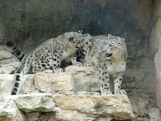 Snow Leopards, San Antonio Zoo