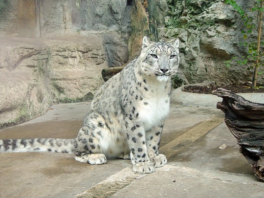 Snow Leopard, San Antonio Zoo