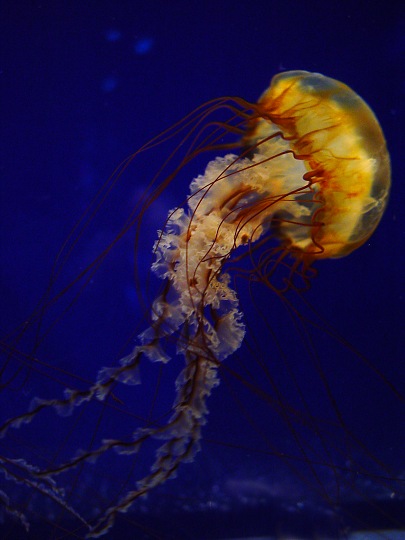 Texas State Aquarium, Corpus Christi, TX