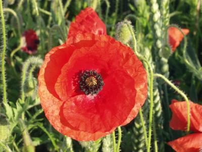 u2/seebee/medium/18046947.P6155291Poppy.jpg