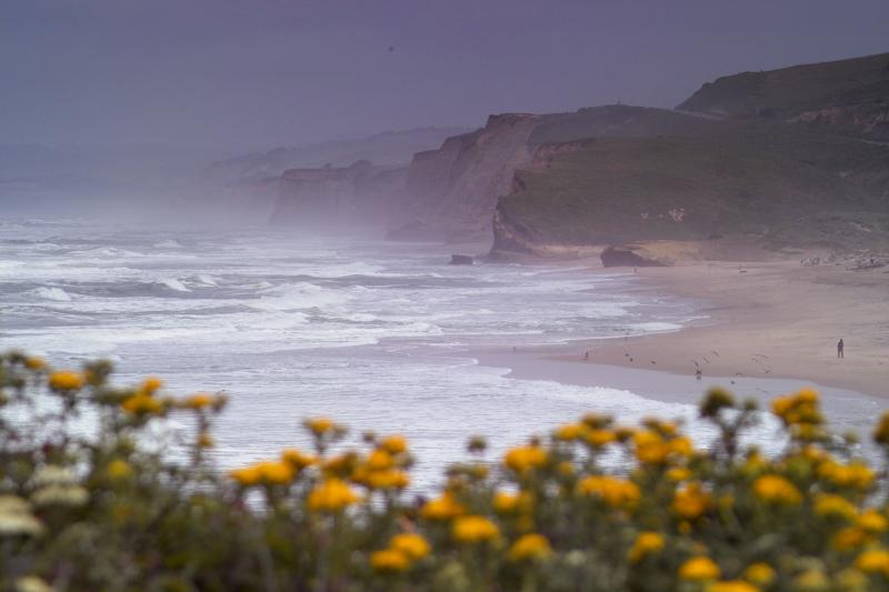 dog walk on the beach