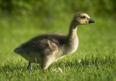(Not so) Baby Canada Goose