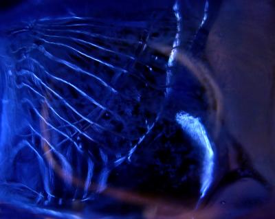 Bluefish *  by mlynn