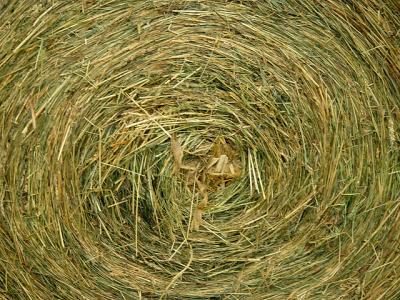Hay There*by Michael Buckman