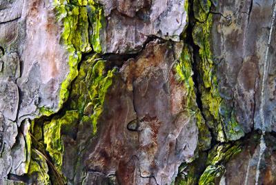 Barkby Brian Jarrel