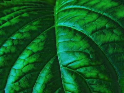Leaf by Harry Behret