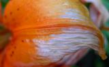 <BR> Fading Like a Flower * </BR><FONT SIZE=1> by Vera </FONT>