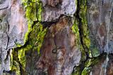 <B>Bark</B><BR><Font Size=1>by Brian Jarrel</Font>