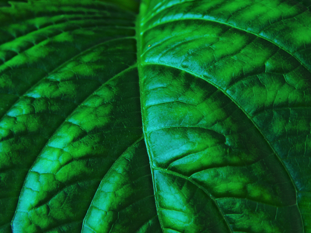 Leaf</B><BR><FONT size=2> by Harry Behret