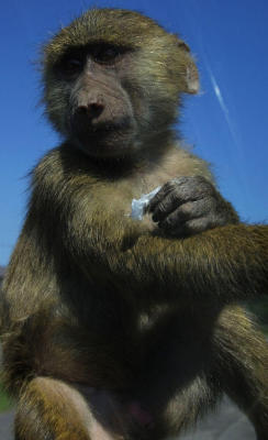 baboon4328.jpg
