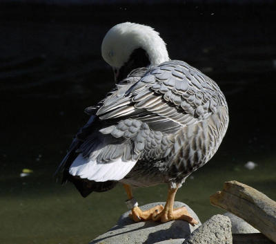 emperorgoose4869.jpg