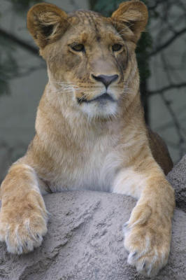 lioncub3922.jpg