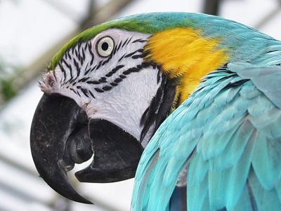parrot.jpg