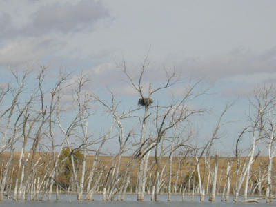 Eagles Nest at Cattail lake