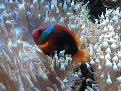 Clown Fish resting in stinging sea anenome