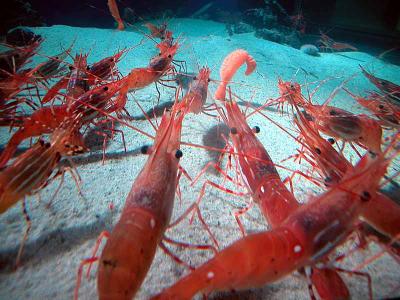 Shrimp convention