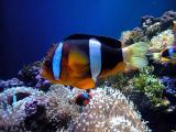 Clown Fish (Also known as Anenome fish or Nemo)