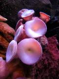 Octopus suction cups