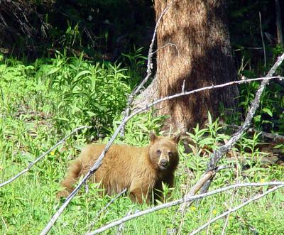 Cinnamon Brown Bear - Near Tower