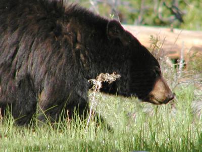 Black Bear - Antelope Creek
