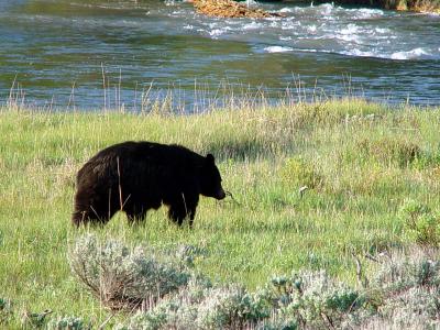 Black Bear Near Soda Butte Creek