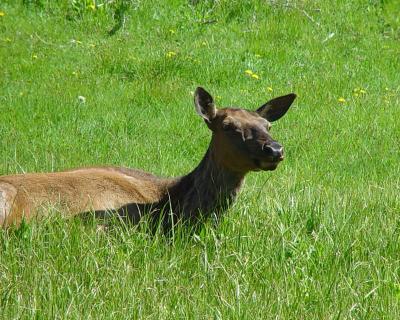 Cow Elk