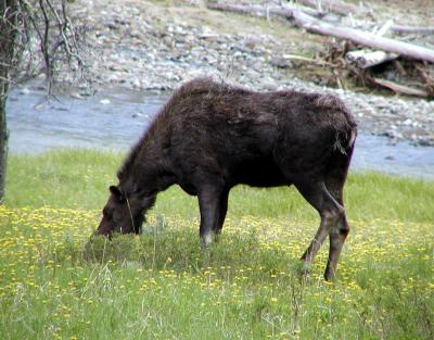 Cow Moose